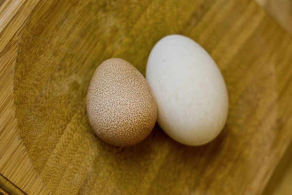 Guineafowl egg & duck egg